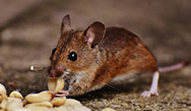24 Hour & Emergency Exterminators in Pen Mar, PA